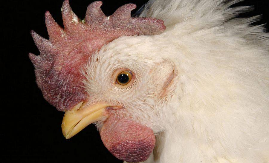 Птичий грипп у кур: фото, симптомы и лечение
