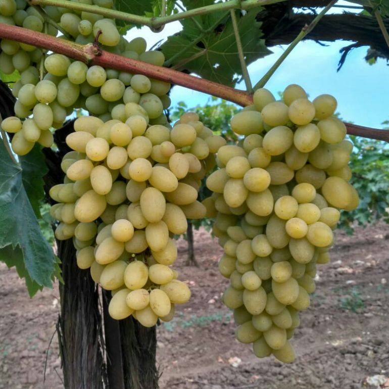 «августин» — один из лучших морозоустойчивых сортов винограда