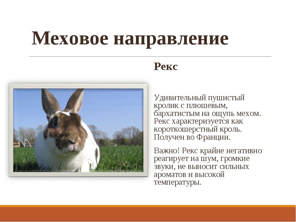 Породы кроликов: фото и описания пород