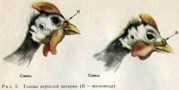 Как отличить самку от самца цесарки, как выглядит птица и как её содержать