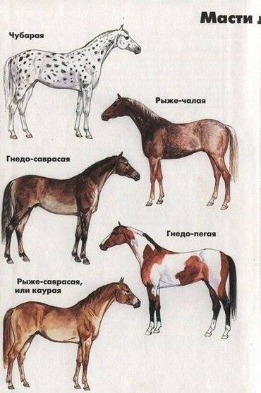 Масть лошади - окрас (цвет) волосяного покрова лошади, кожи и глаз