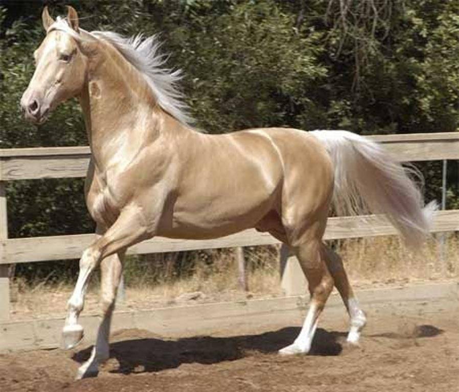 Невероятно редкая и красивая изабелловая масть лошадей-аристократов
