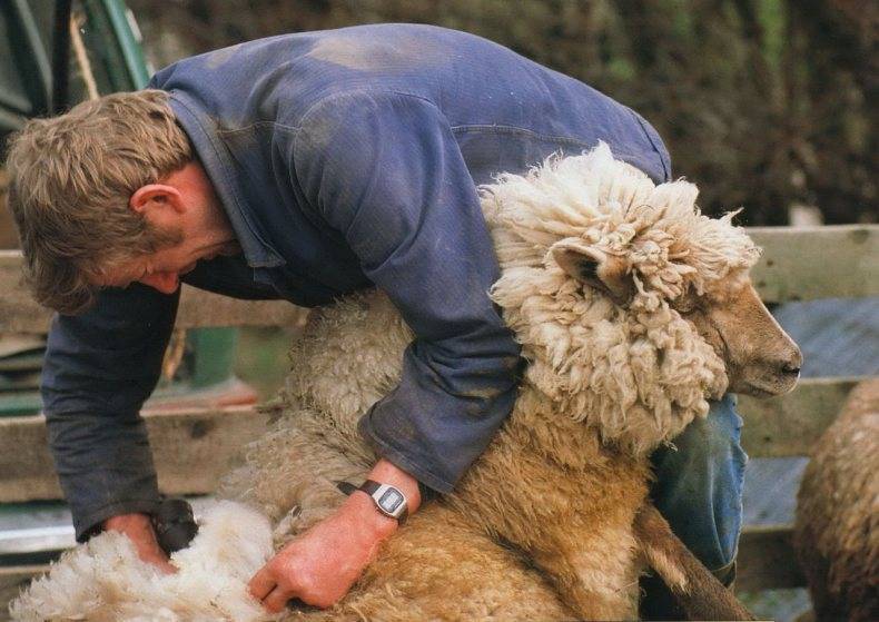 Обзор топ-6 лучших машинок для стрижки овец, как правильно стричь баранов