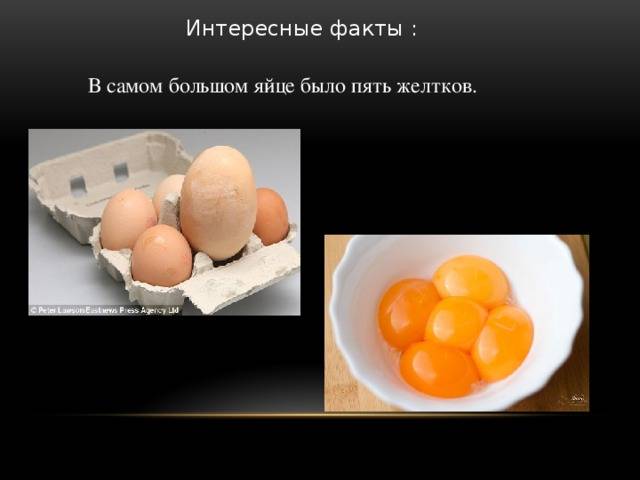 Почему куры несут яйца с двумя желтками?