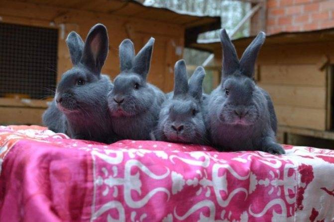 Кролик венской голубой породы: плюсы и минусы, советы по содержанию