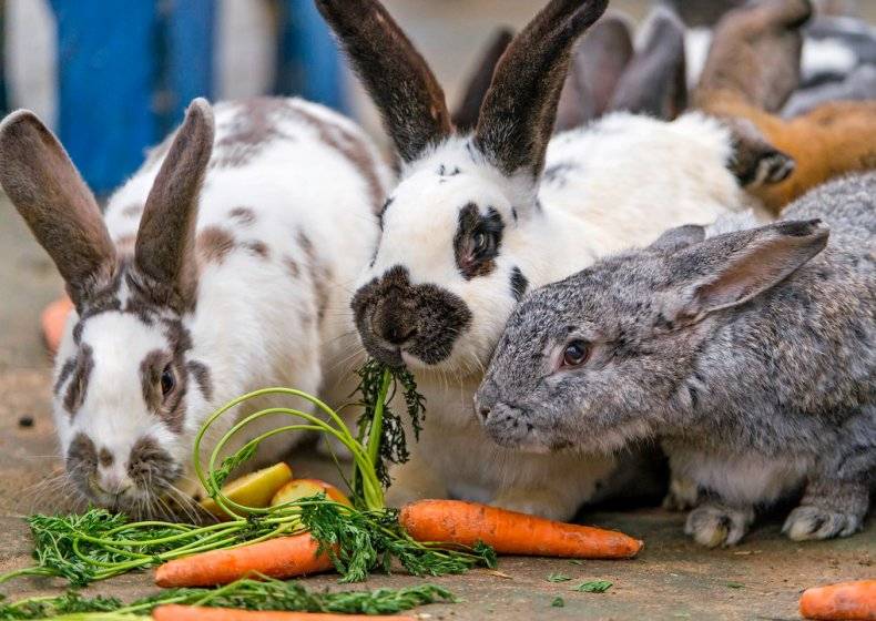 Можно ли кроликам давать капусту: польза или вред, в каком количестве
