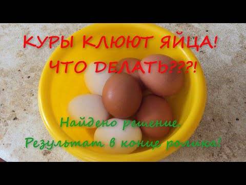 Куры клюют яйца - причины и способы их решения
