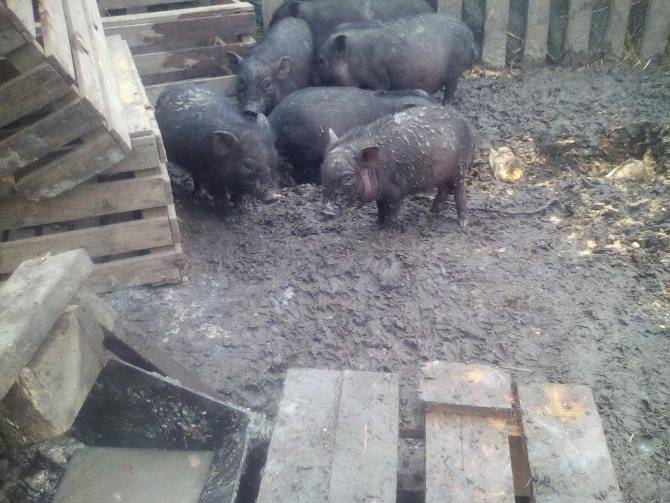 Вьетнамские поросята – разведение и содержание вислобрюхих свиней 2021