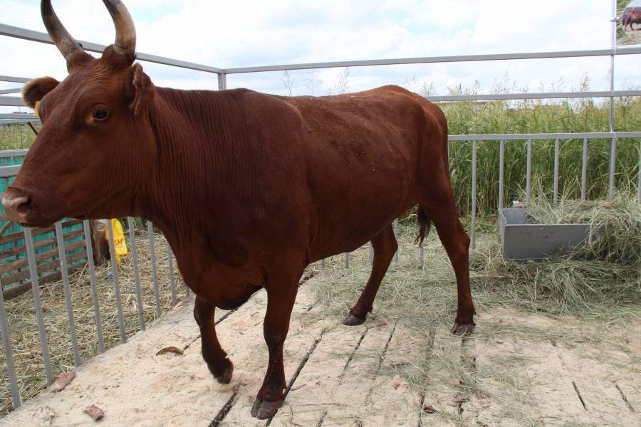 Калмыцкая порода коров: особенности ухода за крс