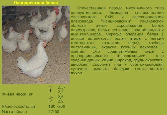 Характеристика русской белой породы кур с фотографиями и отзывами о ней