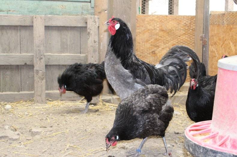 Ломан вайт: описание породы кур, характеристика и яйценоскость домашней птицы, фото