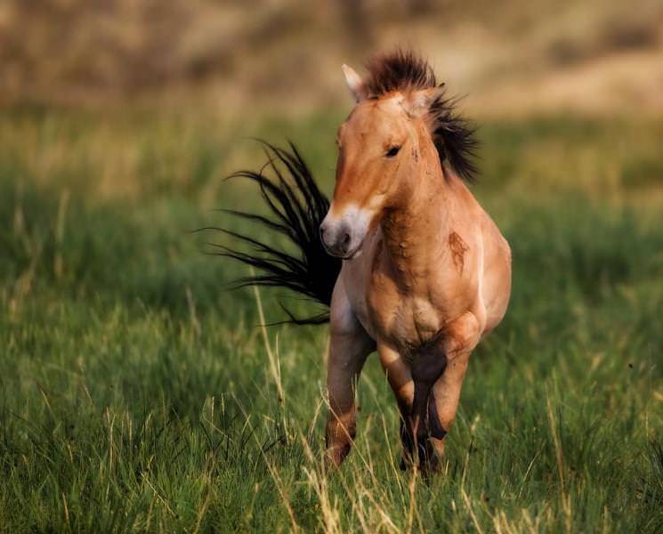 Лошадь пржевальского – великое открытие русского натуралиста