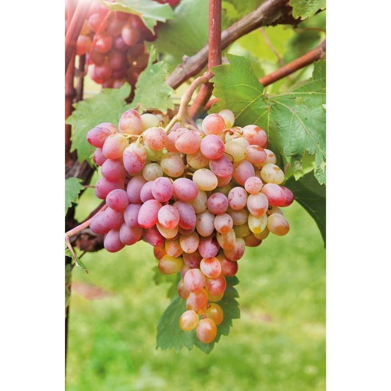 Виноград "ливия": описание сорта, фото, посадка и уход