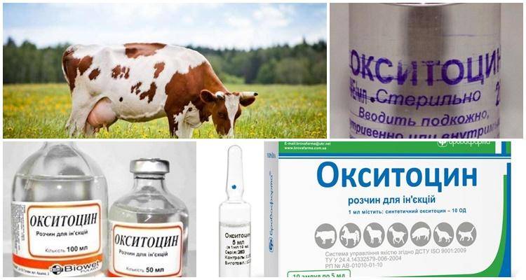 Окситоцин инструкция по применению для овец. окситоцин для животных инструкция по применению