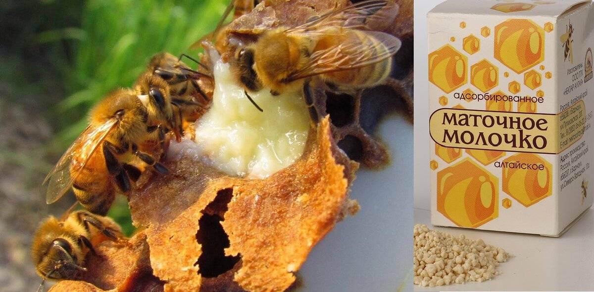 Пчелиное маточное молочко: лечебные свойства, как принимать, хранить?