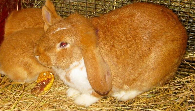 Кролик — баран: особенности вида и условия содержания