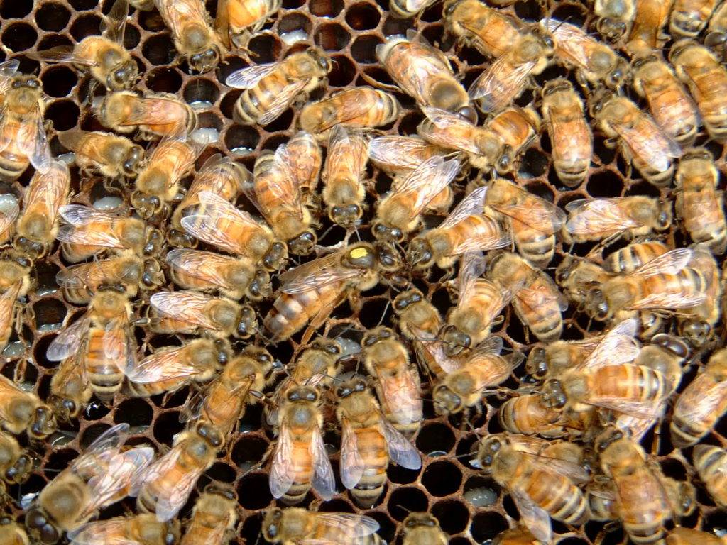 Матка у пчел: значение и образ жизни