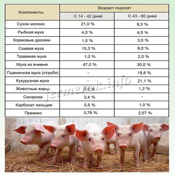 Комбикорм для свиней: состав, виды, рецепты приготовления