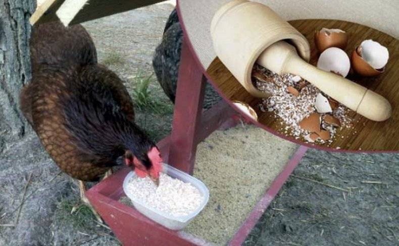 Можно ли давать скорлупу курам: в чём польза польза продукта для птицы
