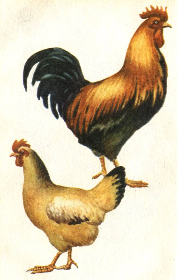 Московская черная порода кур: описание, фото, отзывы птицеводов
