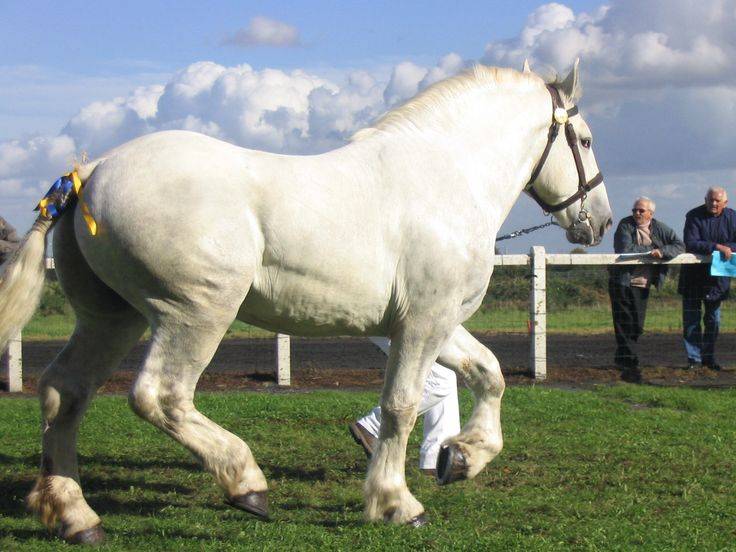 Описание породы лошадей породы русский тяжеловоз