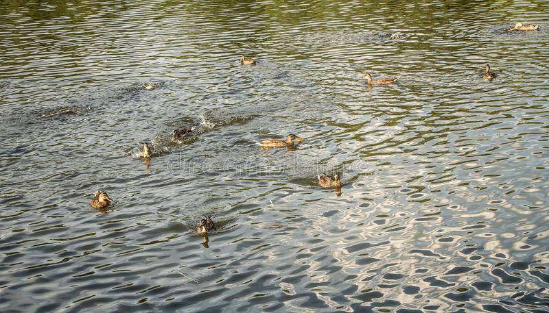 Почему плавают утки: загадки на сообразительность и знание грамматики