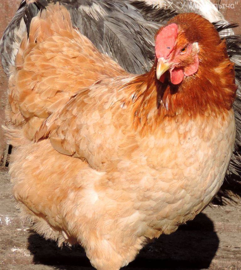 Полтавская глинистая порода кур, описание с фото и видео