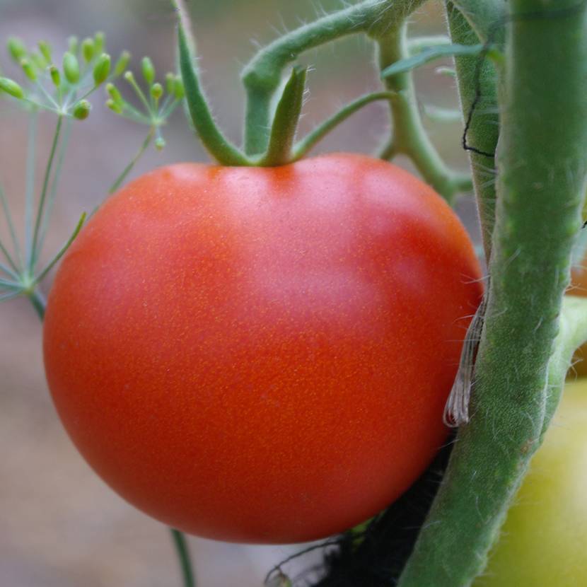 Характеристика томата интуиция: надежный и урожайный