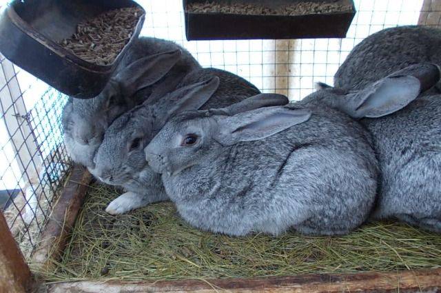 Шиншилловый кролик: характеристики породы, правила содержания