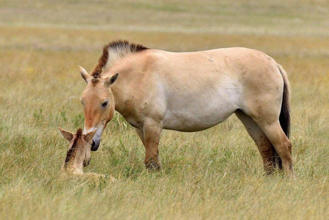 Лошадь пржевальского: открытие породы, описание и места обитания, красная книга россии