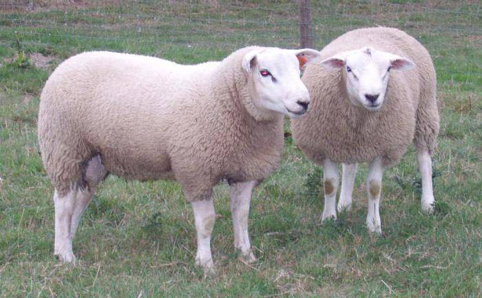 Особенности разведения овец породы тексель