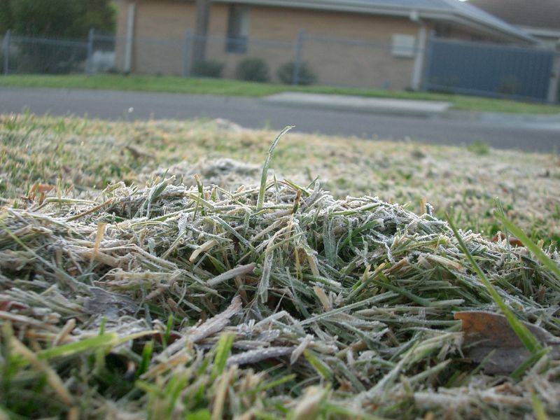Газон под зиму: подготовка, уход осенью, последняя стрижка, нужно ли косить, как стричь траву