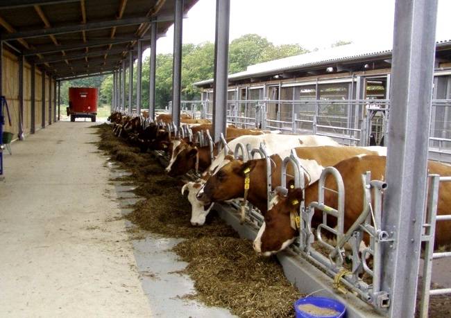 Содержание и кормление сухостойных коров