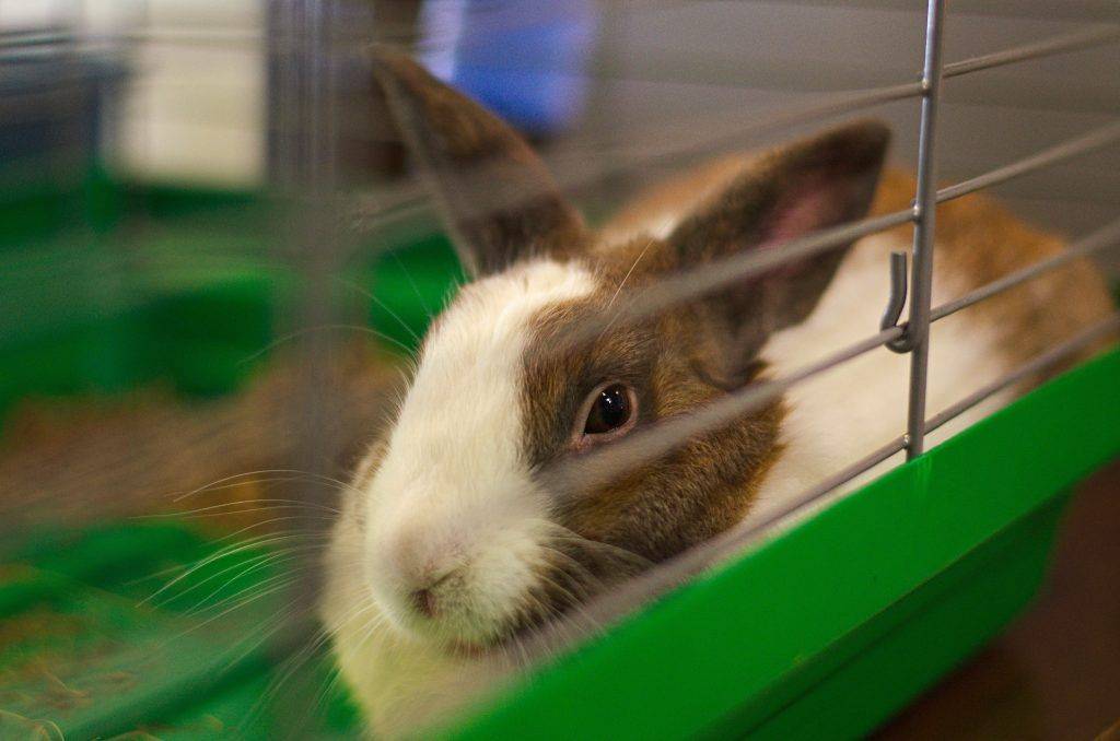 Приучение кролика к лотку | информационный портал о карликовых и декоративных кроликах