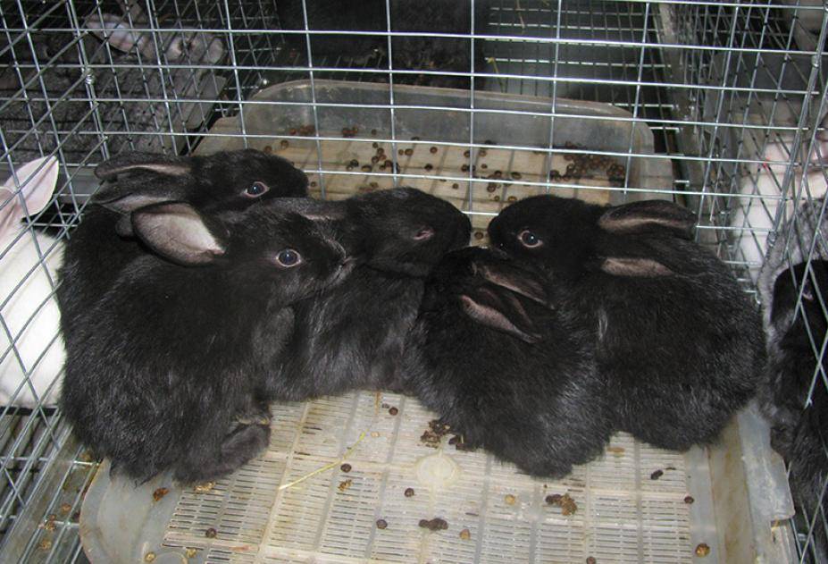 Лучшие породы кроликов мясного направления