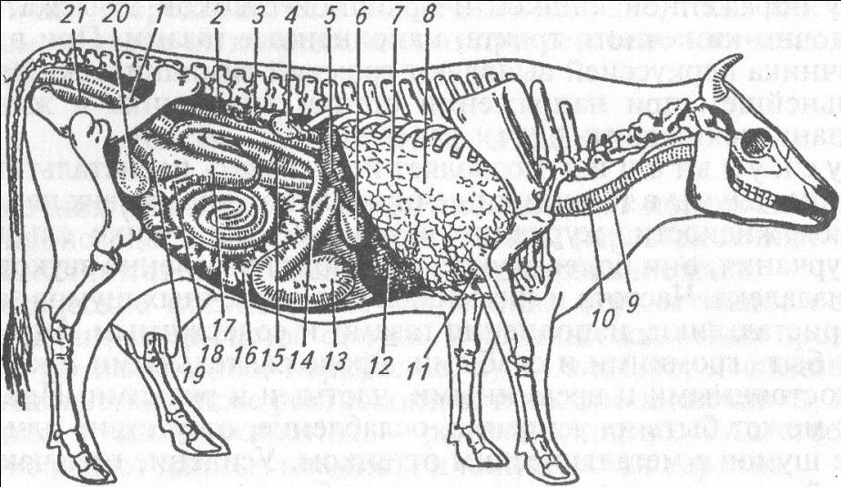 Названия частей тела коровы и схема разделки туши, хранение мяса