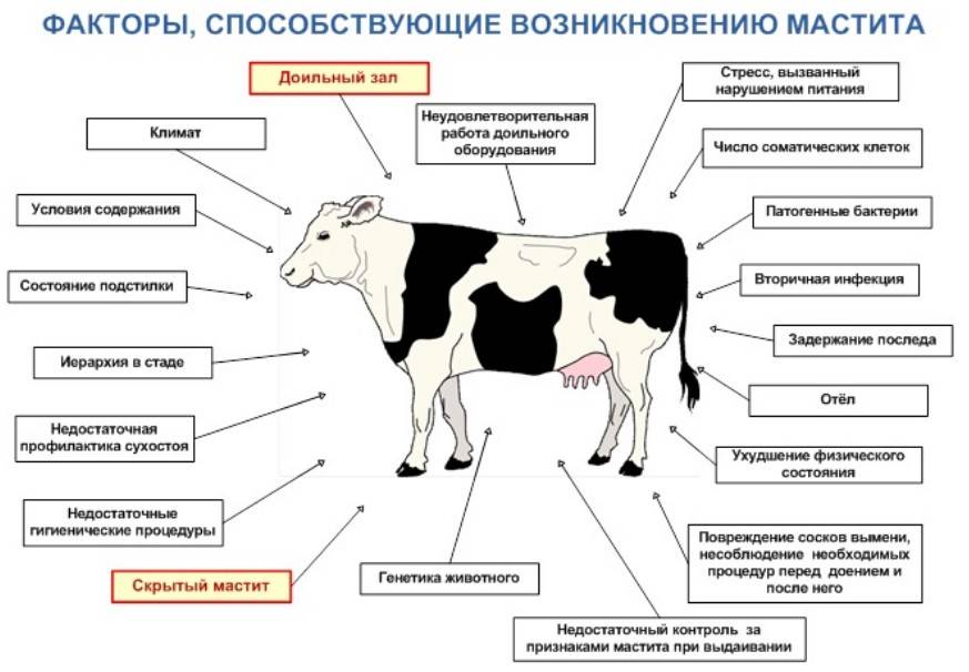 Период лактации у коров у коров: что это такое, сколько длится период?