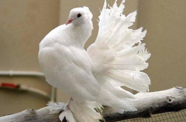 Павлиньи голуби, или павлины: древняя красивая порода родом из индии