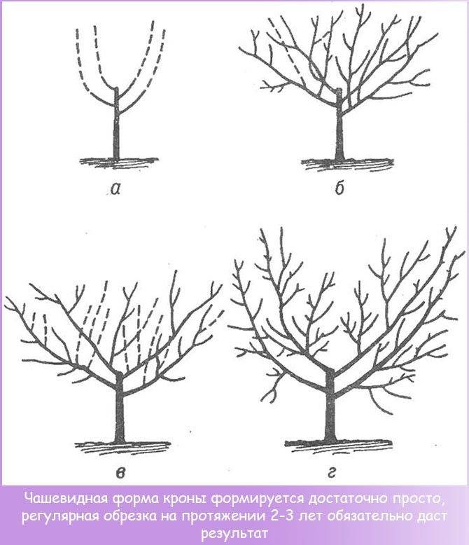 Обрезка плодовых деревьев: назначение, сроки и способы
