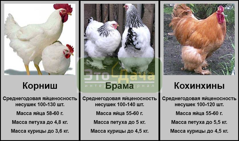 Мясные породы кур