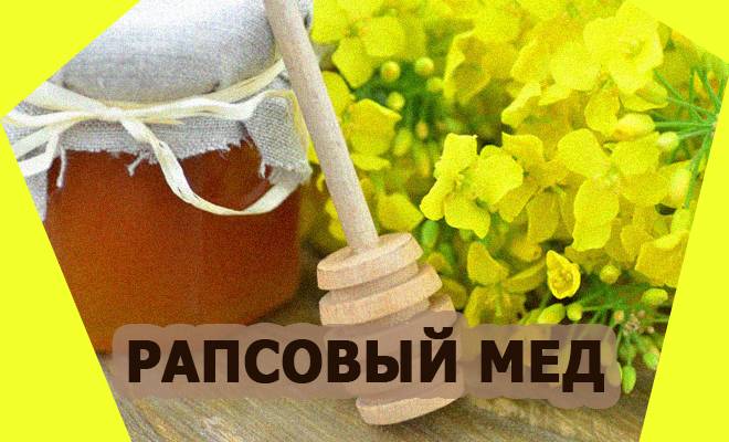 Рапсовый мед: особенности сорта, для кого полезен | огородники