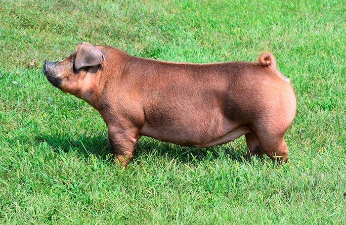 Дюрок – порода свиней из сша: стандарты, продуктивность, разведение 2021