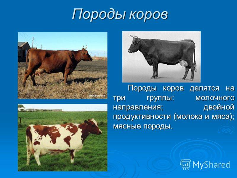 Породы крс мясо-молочного направления / список пород