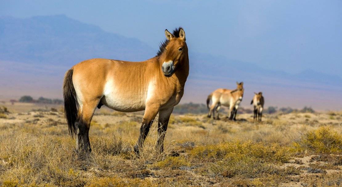 Описание и места обитания дикой лошади Пржевальского