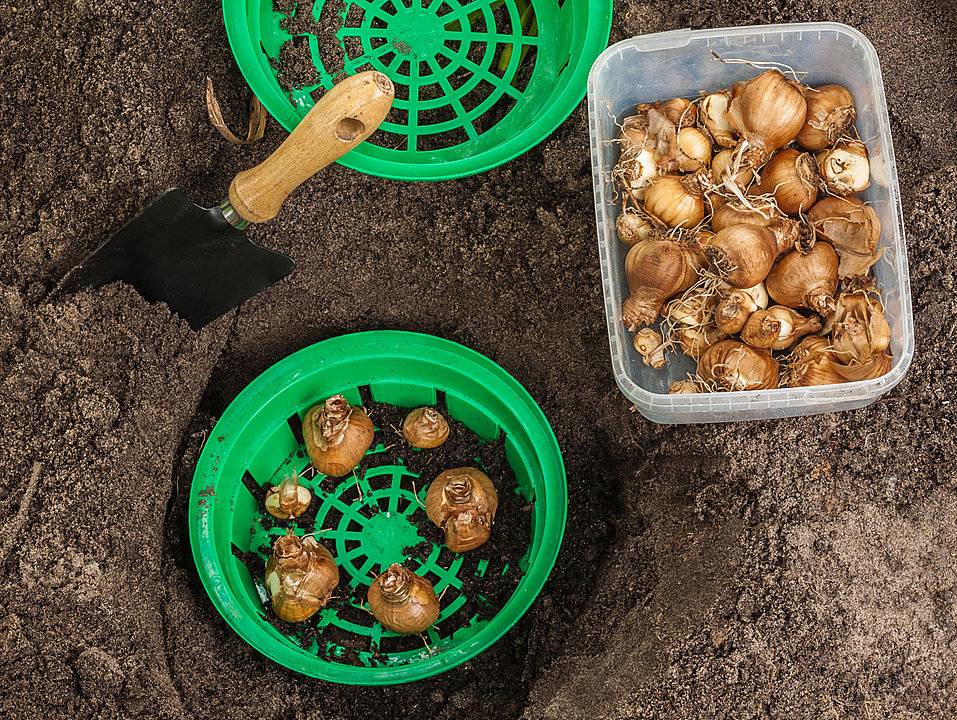 Подготовка тюльпанов к посадке осенью: обработка луковиц