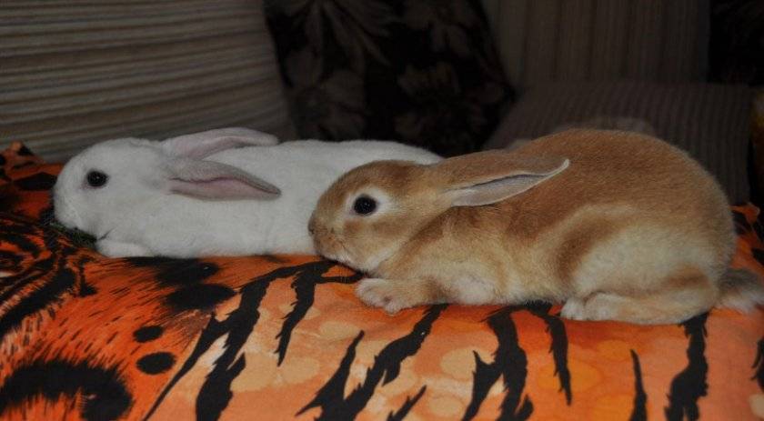 Кролик карликовый баран: описание породы, фото, особенности содержания и разведения, отзывы
