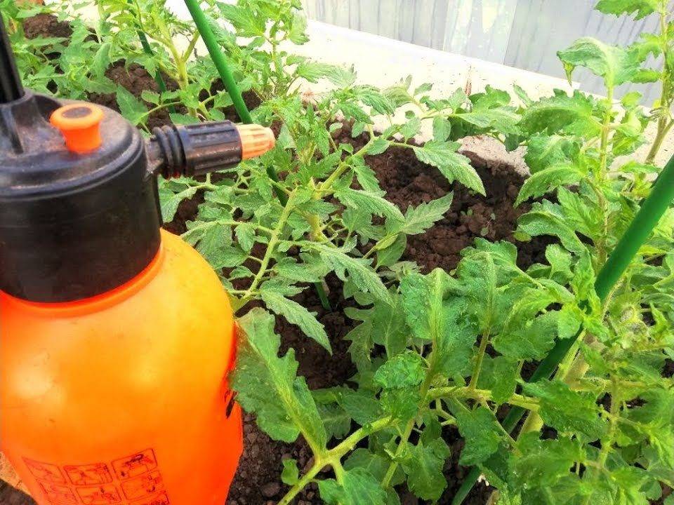 Как правильно удобрять и поливать помидоры в теплице и в открытом грунте: 4 подкормки за сезон
