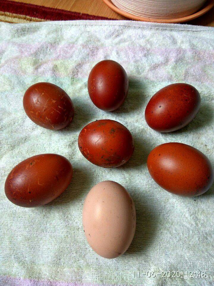 Красота, качество мяса и яйца шоколадного цвета, всё это — куры породы маран