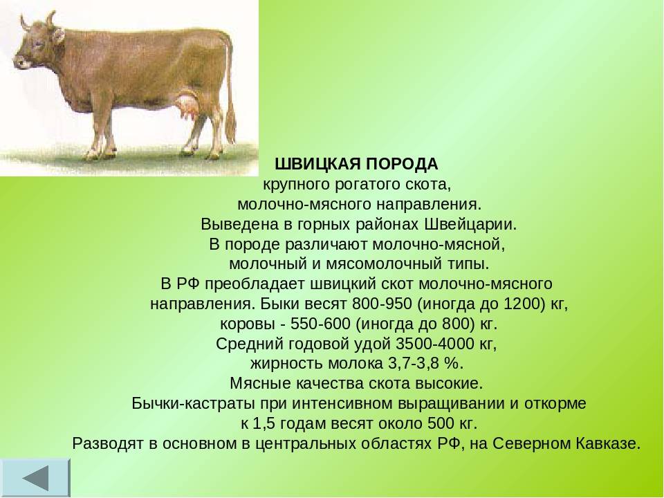 Бурая швицкая порода коров: фото, описание, продуктивность