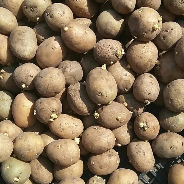Посадка картофеля от а до я: способы как сажать картошку, схемы, сроки для высокого урожая - почва.нет